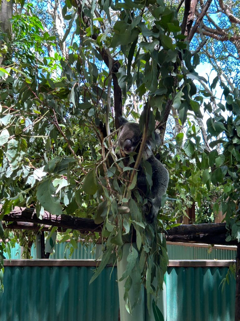 カランビンワイルドサンクチュアリのコアラ